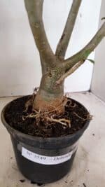 Planta Dobrada 3549 – 35cm – 03 anos - Imagem 7