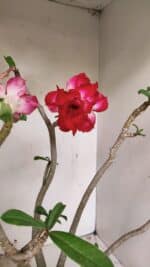 Planta Dobrada 3549 – 35cm – 03 anos - Imagem 4