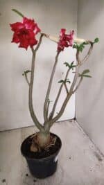 Planta Dobrada 3549 – 35cm – 03 anos - Imagem 6