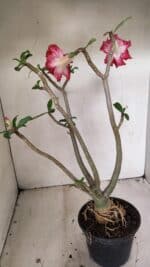 Planta Dobrada 3549 – 35cm – 03 anos - Imagem 5