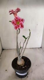 Planta Dobrada 3550 – 35cm – 03 anos - Imagem 2