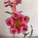 Planta Dobrada 3550 – 35cm – 03 anos