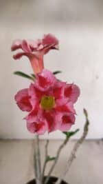 Planta Dobrada 3550 – 35cm – 03 anos