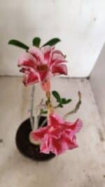 Planta Dobrada 3550 – 35cm – 03 anos - Imagem 4