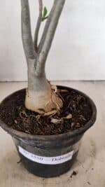 Planta Dobrada 3550 – 35cm – 03 anos - Imagem 8