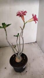 Planta Dobrada 3550 – 35cm – 03 anos - Imagem 7