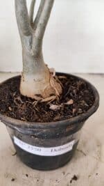 Planta Dobrada 3550 – 35cm – 03 anos - Imagem 6