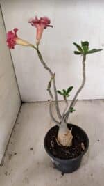 Planta Dobrada 3550 – 35cm – 03 anos - Imagem 5