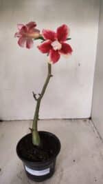 Planta Dobrada 3551 – 30cm – 02 anos - Imagem 2