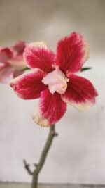 Planta Dobrada 3551 – 30cm – 02 anos