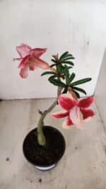 Planta Dobrada 3551 – 30cm – 02 anos - Imagem 4