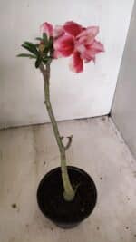 Planta Dobrada 3551 – 30cm – 02 anos - Imagem 6