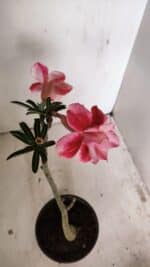 Planta Dobrada 3551 – 30cm – 02 anos - Imagem 5