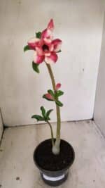 Planta Dobrada 3552 – 30cm – 02 anos - Imagem 2