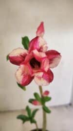 Planta Dobrada 3552 – 30cm – 02 anos