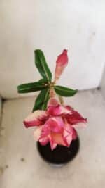 Planta Dobrada 3552 – 30cm – 02 anos - Imagem 4