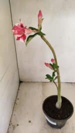 Planta Dobrada 3552 – 30cm – 02 anos - Imagem 6