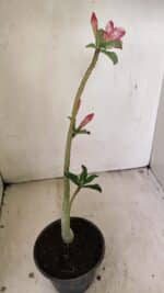 Planta Dobrada 3552 – 30cm – 02 anos - Imagem 5