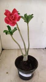 Planta Dobrada 3553 – 30cm – 02 anos - Imagem 2