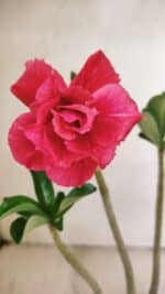 Planta Dobrada 3553 – 30cm – 02 anos