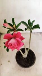 Planta Dobrada 3553 – 30cm – 02 anos - Imagem 4