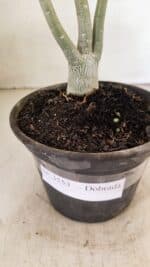 Planta Dobrada 3553 – 30cm – 02 anos - Imagem 7