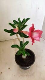 Planta Dobrada 3553 – 30cm – 02 anos - Imagem 5