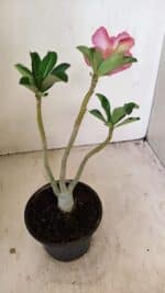 Planta Dobrada 3553 – 30cm – 02 anos - Imagem 6