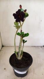 Planta Dobrada 3554 – 30cm – 02 anos - Imagem 2