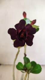 Planta Dobrada 3554 – 30cm – 02 anos