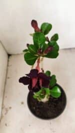 Planta Dobrada 3554 – 30cm – 02 anos - Imagem 4