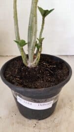 Planta Dobrada 3554 – 30cm – 02 anos - Imagem 7