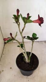 Planta Dobrada 3554 – 30cm – 02 anos - Imagem 6