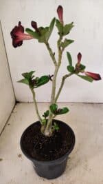 Planta Dobrada 3554 – 30cm – 02 anos - Imagem 5