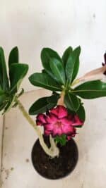 Planta Dobrada 3555 – 30cm – 02 anos - Imagem 4