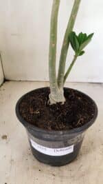 Planta Dobrada 3555 – 30cm – 02 anos - Imagem 6