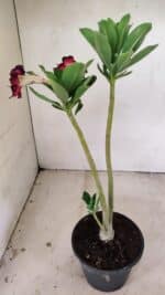 Planta Dobrada 3555 – 30cm – 02 anos - Imagem 5