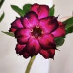 Planta Dobrada 3555 – 30cm – 02 anos