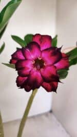 Planta Dobrada 3555 – 30cm – 02 anos