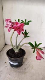 Planta Dobrada 3556 – 30cm – 02 anos - Imagem 2