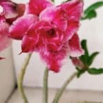 Planta Dobrada 3556 – 30cm – 02 anos