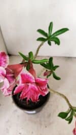 Planta Dobrada 3556 – 30cm – 02 anos - Imagem 4