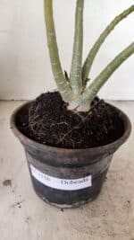 Planta Dobrada 3556 – 30cm – 02 anos - Imagem 8