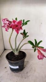 Planta Dobrada 3556 – 30cm – 02 anos - Imagem 7