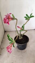 Planta Dobrada 3556 – 30cm – 02 anos - Imagem 6