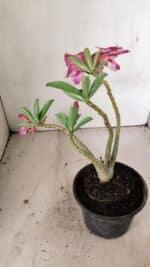 Planta Dobrada 3556 – 30cm – 02 anos - Imagem 5