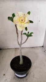 Planta Dobrada 3557 – 35cm – 03 anos - Imagem 2