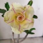 Planta Dobrada 3557 – 35cm – 03 anos