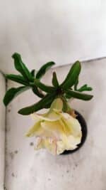 Planta Dobrada 3557 – 35cm – 03 anos - Imagem 9