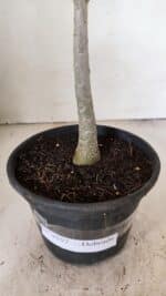 Planta Dobrada 3557 – 35cm – 03 anos - Imagem 8